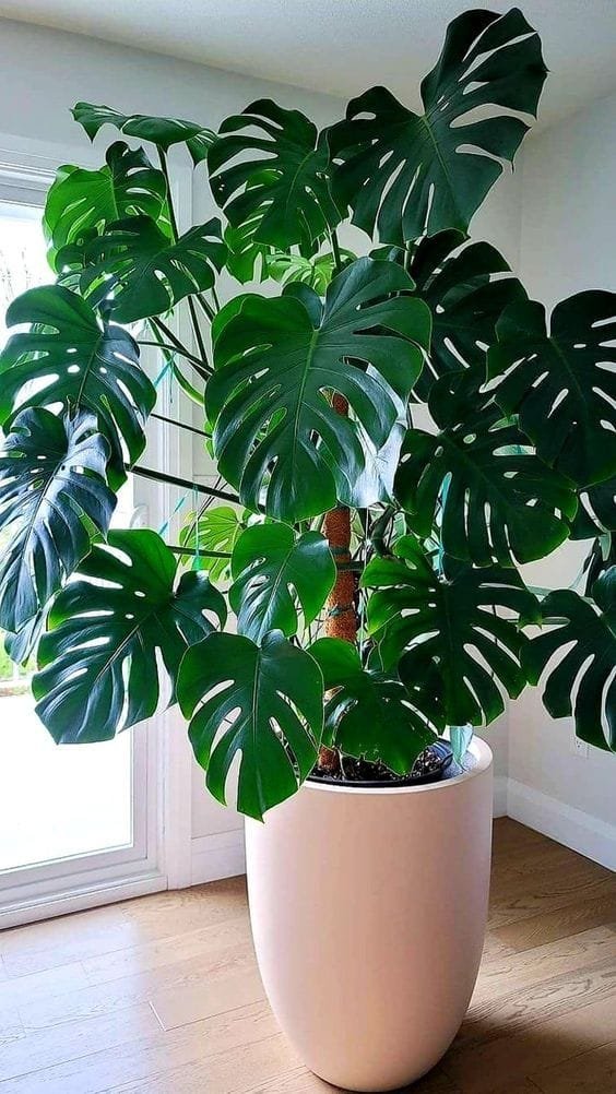 Vaso decorativo com planta permanente - opção 7